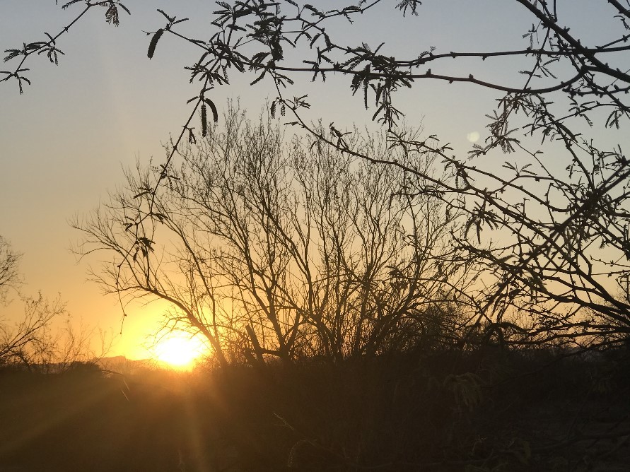 Homes For Sale in San Tan Valley